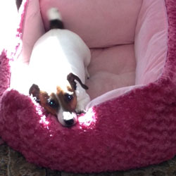 Zulily deals dog tent