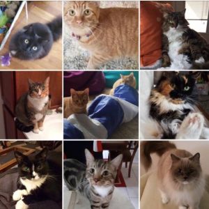 cat sitting services near me