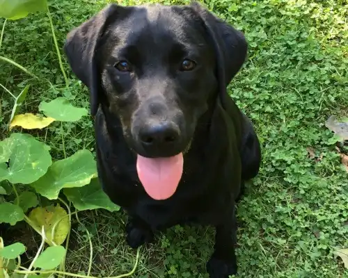 meri-sue