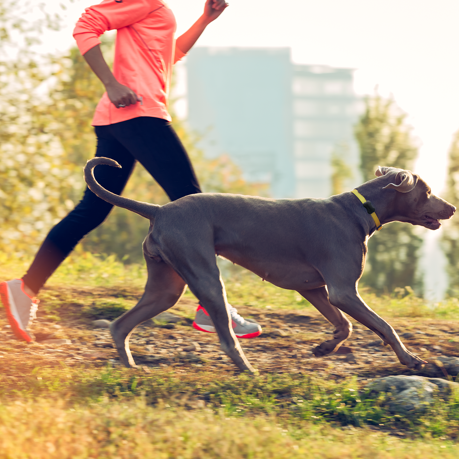 fitbark collar