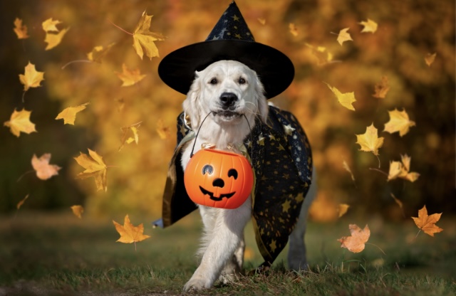 Howl-O-Ween Event