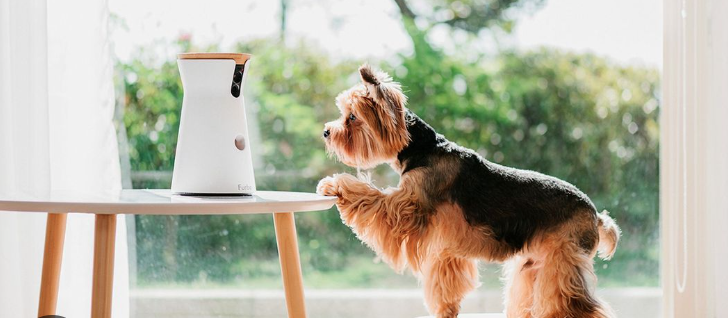 fitbark dog