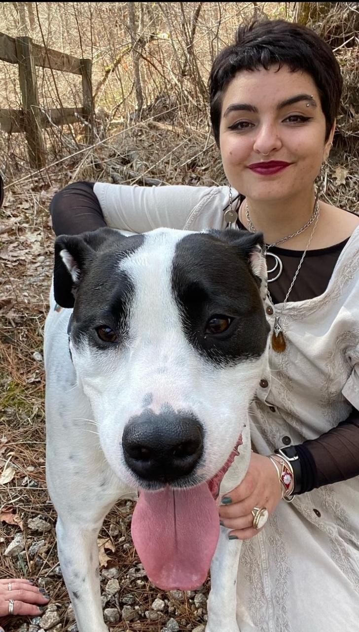Furry Fellas Dog walker and Pet Sitter Amber pet sitter/ dog walker Amber P
