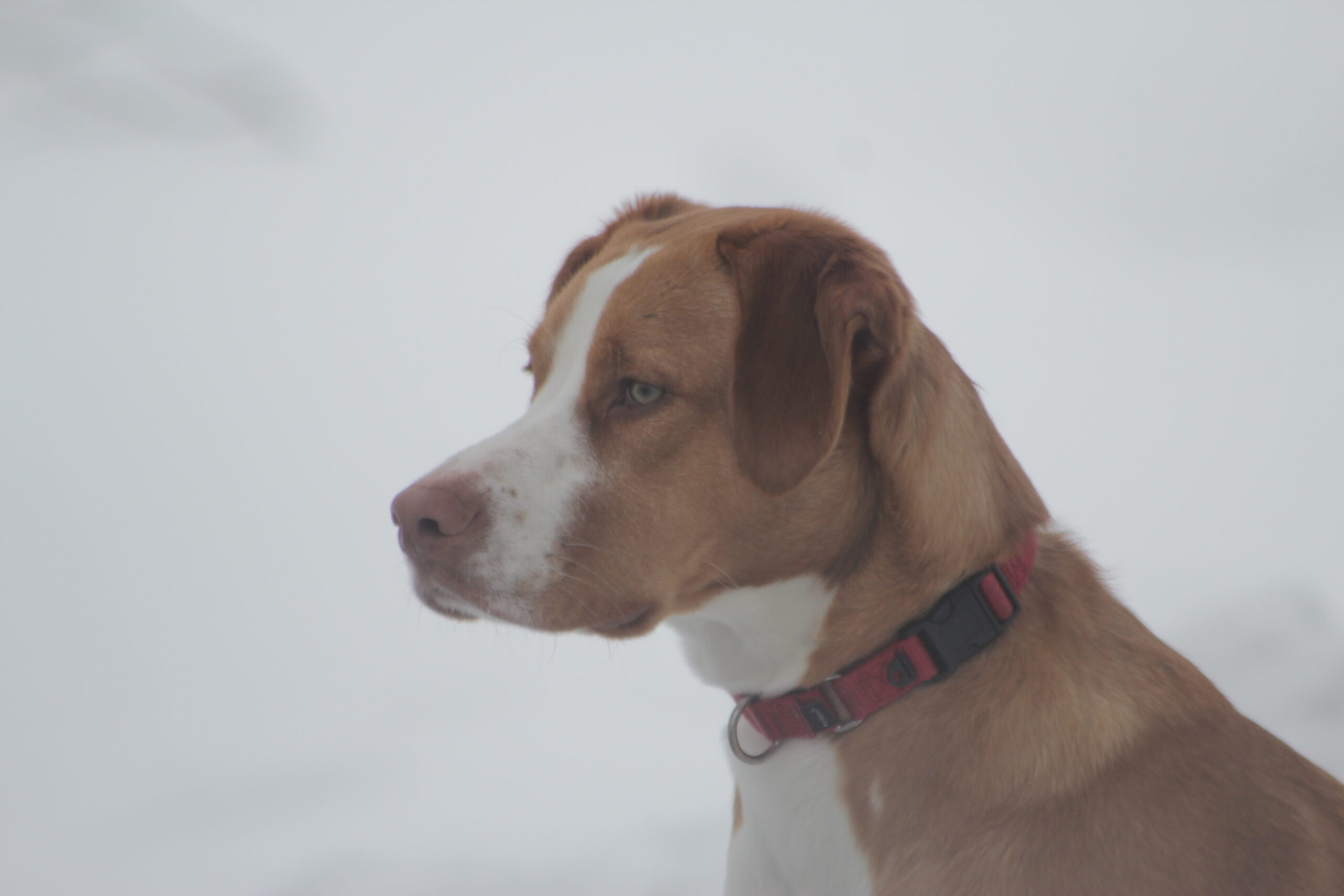 Pet Sitter Anthony Joseph