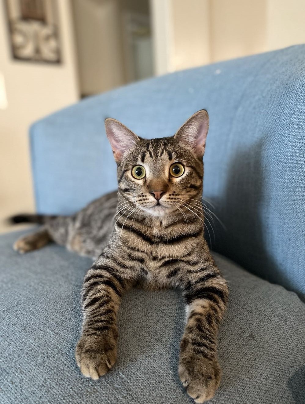 Pet Sitter Delaney Findley